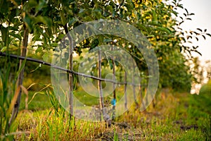 Young Apple orchard with drip irrigation system for trees
