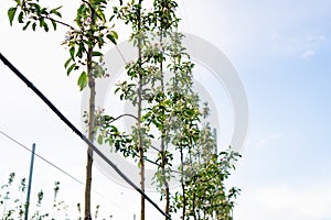 Young Apple orchard with drip irrigation system for trees