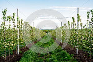 Young Apple orchard with drip irrigation system for trees