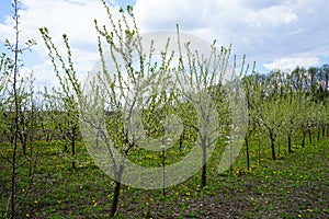 Young apple orchard garden in springtime with beautiful field of blooming dandelions