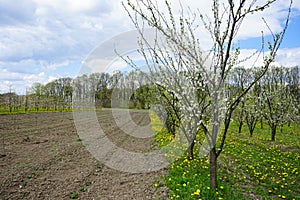 Young apple orchard garden in springtime with beautiful field of blooming dandelions