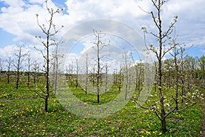 Young apple orchard garden in springtime with beautiful field of blooming dandelions