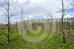 Young apple orchard garden in springtime with beautiful field of blooming dandelions