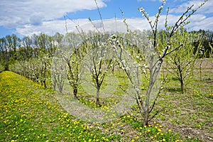 Young apple orchard garden in springtime with beautiful field of blooming dandelions