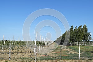 Young apple orchard