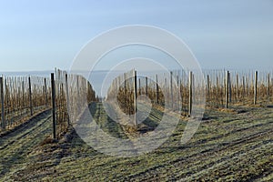 a young apple orchard where trees are planted in rows