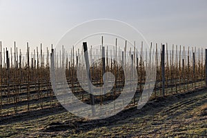 a young apple orchard where trees are planted in rows