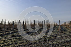 a young apple orchard where trees are planted in rows