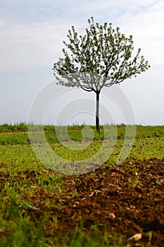 Young apple tree