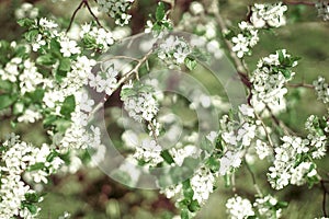 A young Apple tree against the green grass.