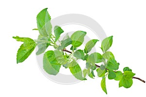 Young apple tree branch