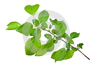 Young apple tree branch