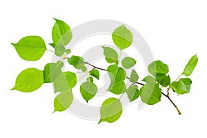 Young apple tree branch