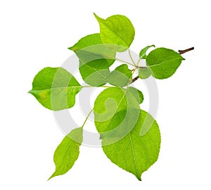 Young apple tree branch