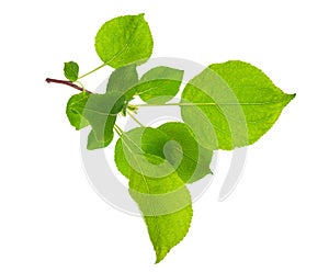 Young apple tree branch