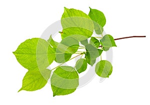 Young apple tree branch