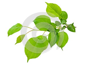 Young apple tree branch