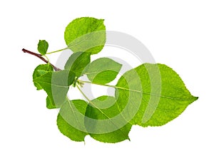 Young apple tree branch