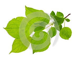 Young apple tree branch