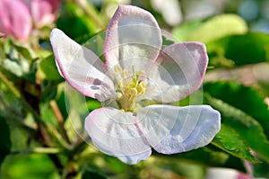 Young apple-tree flowers in the spring garden