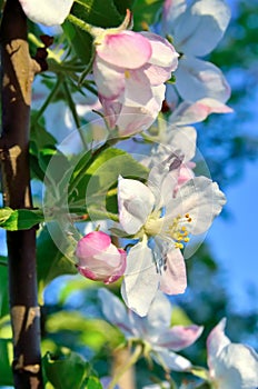 Young apple-tree flowers in the spring garden