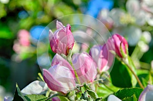 Young apple-tree flowers in the spring garden