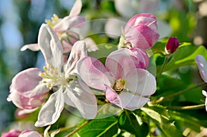 Young apple-tree flowers in the spring garden