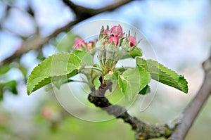 Young apple-tree flowers in the spring garden