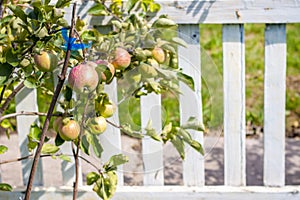 young apple tree and a fruitful harvest on it