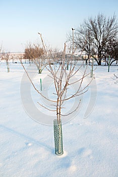 Young apple tree in the garden in winter