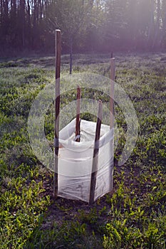 Young apple tree protection with polythene