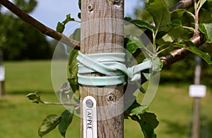 Young apple tree staked in an orchard