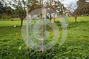 Young apple trees protected by protective fence