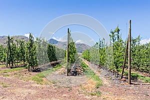 Young apple trees in the summer planted in rows in the Langkloof, South Africa