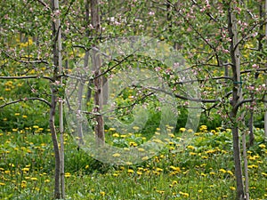 Young apple trees tied to poles , flowering, detailed view of an apple tree plantation ,Blurred background, poles connected with w