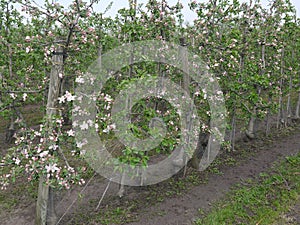 Young apple trees tied to poles , flowering, detailed view of an apple tree plantation ,Blurred background, poles connected with w