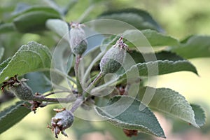 young apples growing on apple tree