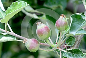 Young Apples Growing on a Fruit Tree.