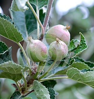 Young Apples Growing on a Fruit Tree.