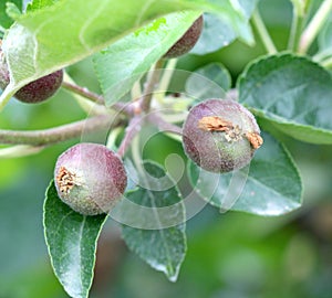 Young Apples Growing on a Fruit Tree.