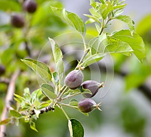 Young apples growing in a tree