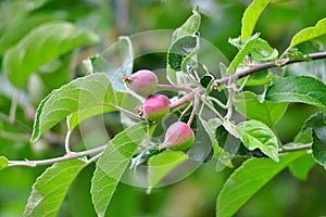 Young apples growing on a tree