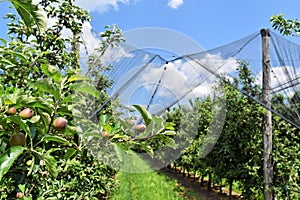 Young apples in an orchard during spring