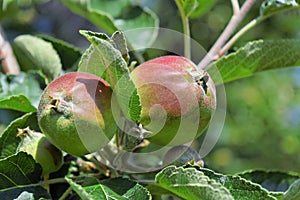 Young apples in an orchard during spring