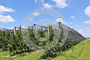 Young apples in an orchard during spring