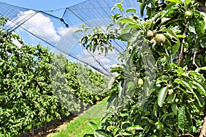 Young apples in an orchard during spring