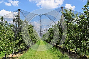 Young apples in an orchard during spring