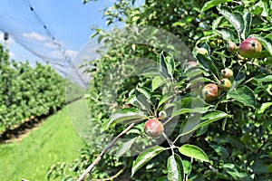 Young apples in an orchard during spring
