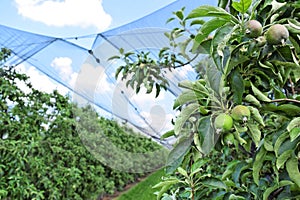 Young apples in an orchard during spring