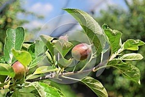 Young apples in an orchard during spring